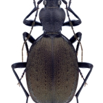 Cychrus aeneus