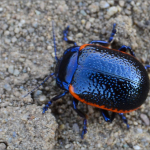 Chrysolina gypsophila