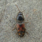 Drasterius bimaculatus