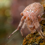 Araneus diadematus