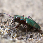 Cicindela desertorum