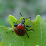 Attelabus nitens