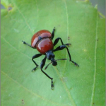 Attelabus nitens