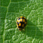 Propylea quatuordecimpunctata