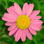 Pyrethrum coccineum