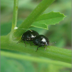 Coptosoma scutellatum