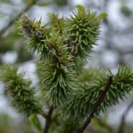 Salix caprea 