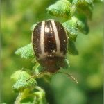 Zygogramma suturalis