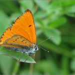 Lycaena dispar