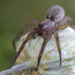 Trochosa ruricola