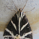 Euplagia quadripunctaria