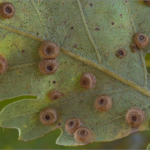 Neuroterus numismalis galls