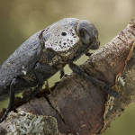 Capnodis tenebrionis