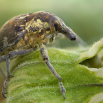 Larinus onopordi