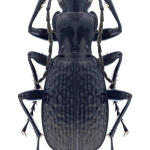 Pterostichus schoenherri