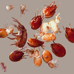 Oribatid mites