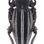 Dorcadion auratum