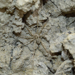 Pardosa hortensis