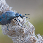 Meloe autumnalis autumnalis var. hiemalis