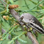 Cyphosoma tataricum