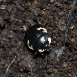 Tritomegas bicolor