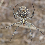 Argiope lobata