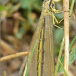 Myrmecaelurus trigrammus