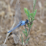 Orthetrum brunneum