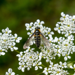 Lomatia belzebul