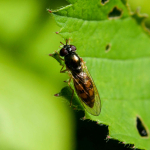 Melanostoma scalare