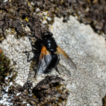 Mesembrina meridiana