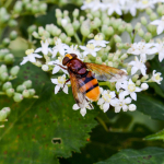 Volucella zonaria