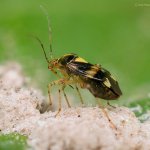 Liocoris tripustulatus