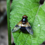 Volucella pellucens