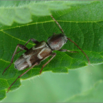 Pseudosphegesthes brunnescens