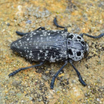 Capnodis cariosa