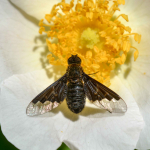 Hemipenthes morio