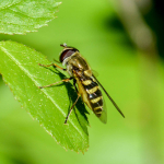 Syrphus ribesii