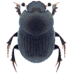 Onthophagus grossepunctatus