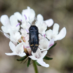 Acmaeoderella flavofasciata