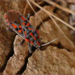 Spilostethus saxatilis