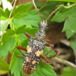 Rhagium fasciculatum