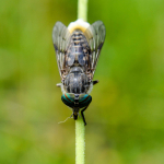 Tabanus bromius