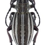 Dorcadion auratum