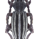 Dorcadion auratum