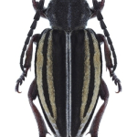 Dorcadion auratum