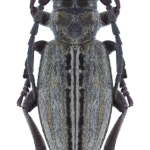 Dorcadion auratum