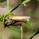 Oncocera semirubella