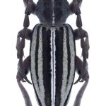 Dorcadion auratum