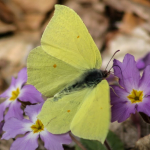 Gonepteryx rhamni